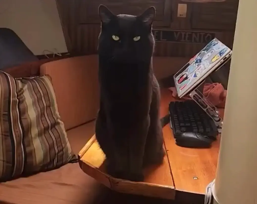 Морской котик⁠⁠
