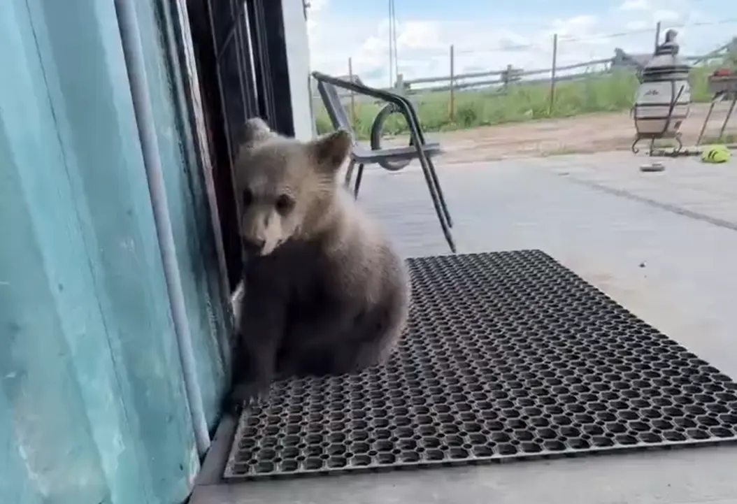 Тихий час