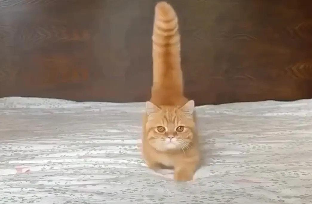 Котейка желает всем хорошего понедельника!