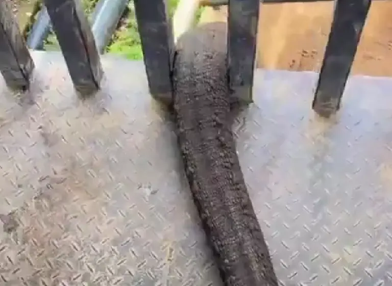 "Же не манж па сис жур"