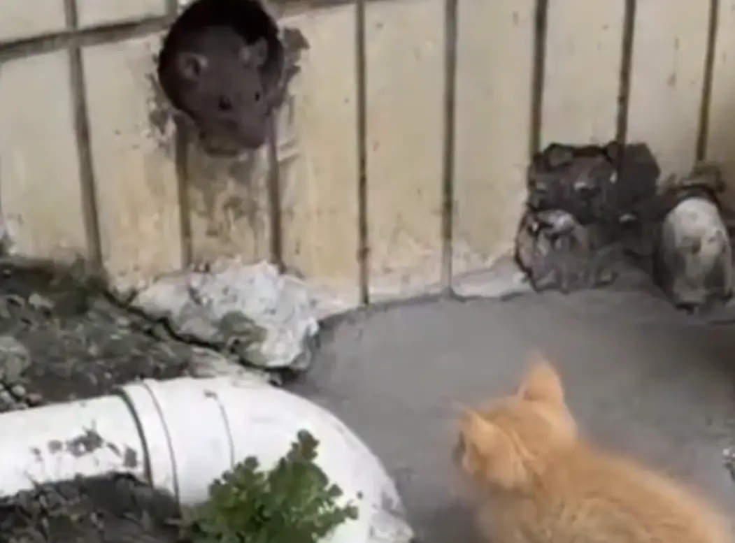 Страшнее кошки зверя нет⁠⁠