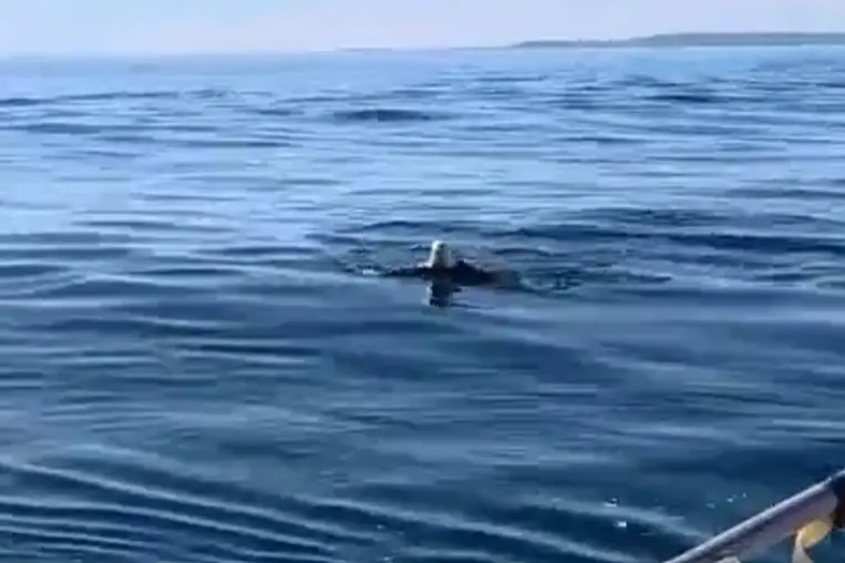 Спасение в океане: моряки вытащили тонущего орла из воды