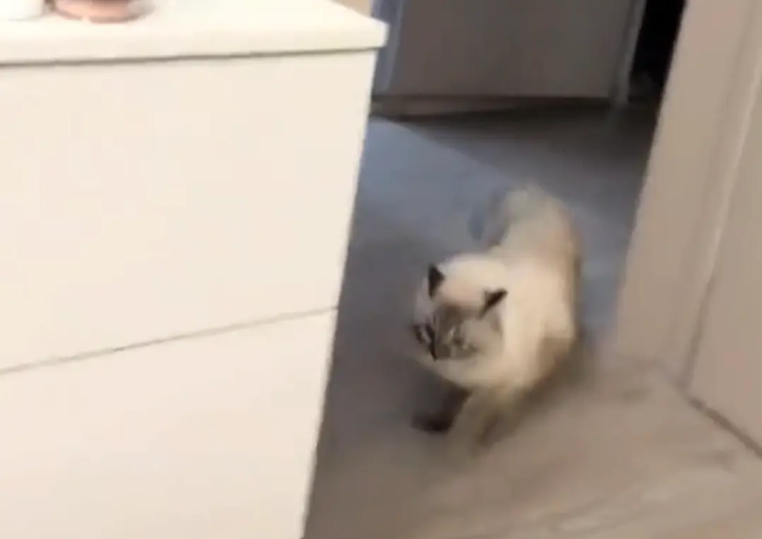 Тактический тыгыдык⁠⁠