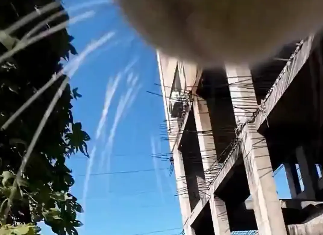 Кот удирает от собак