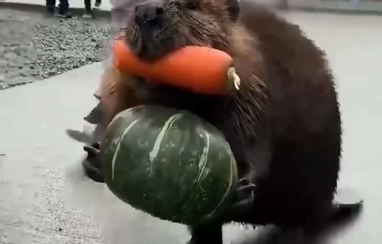 Я не жадный, я домовитый!⁠⁠