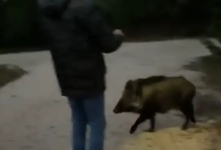 Все хотят ласки