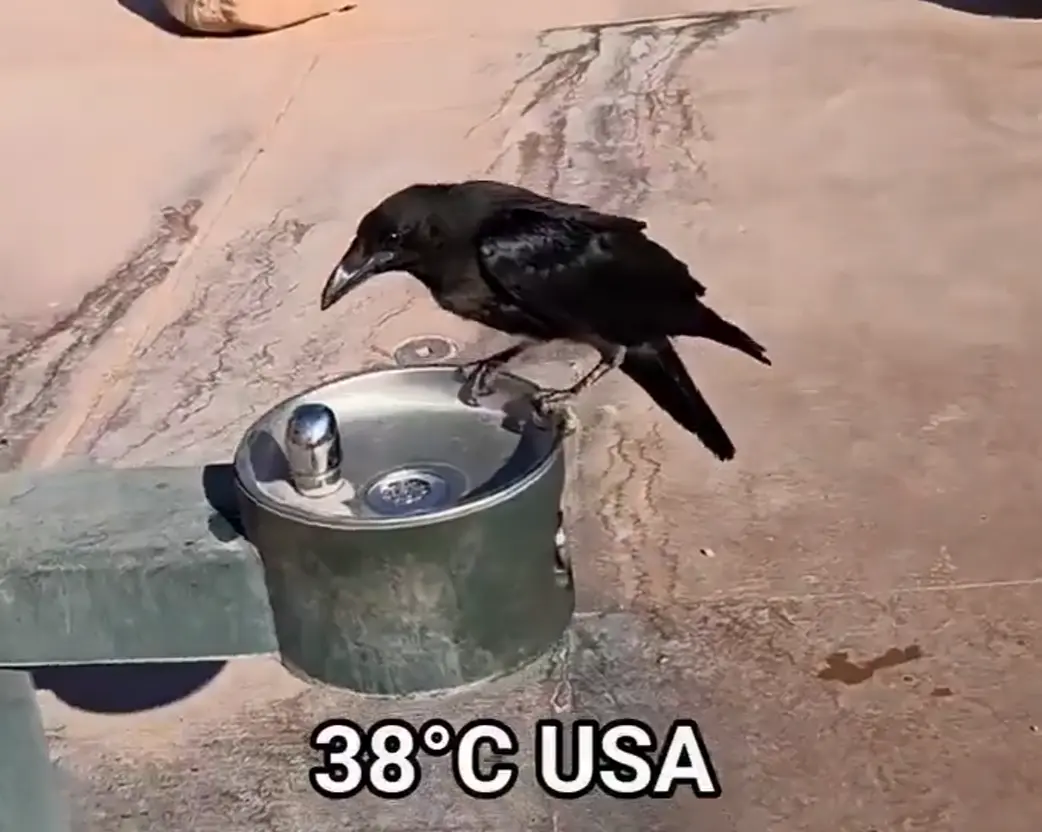 Невероятный ум птиц: ворон догадался попросить воды у человека