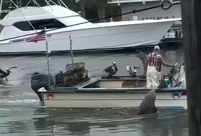Водяная диснеевская принцесса