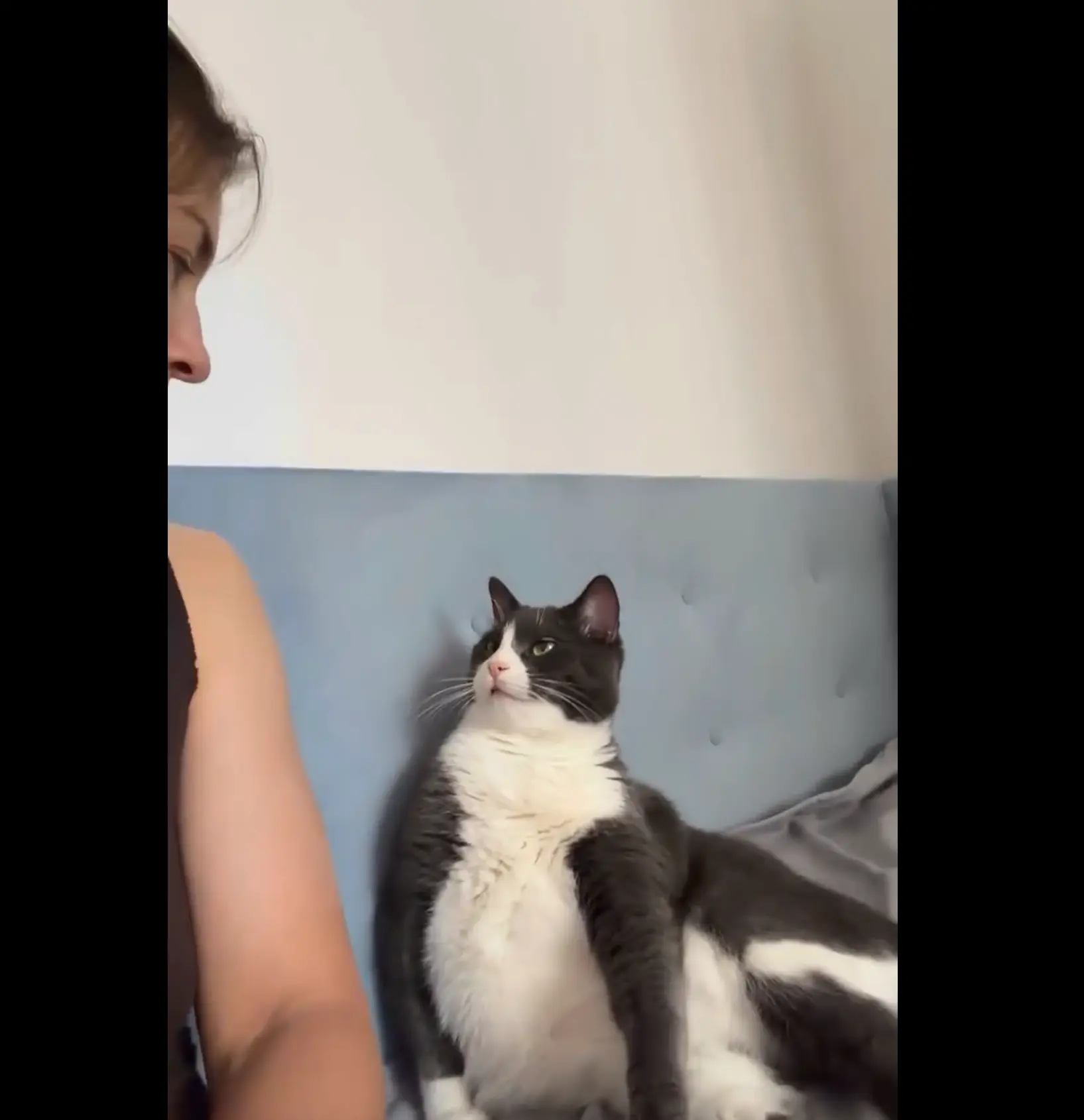 Объяснительная коту
