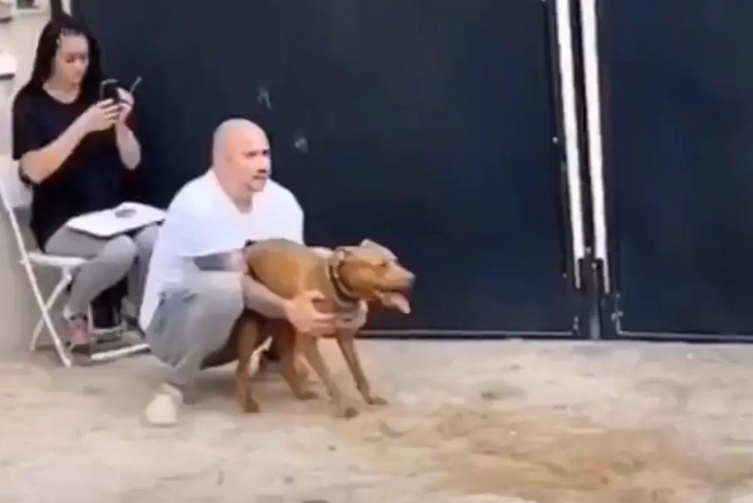 Есть два типа собак...⁠⁠
