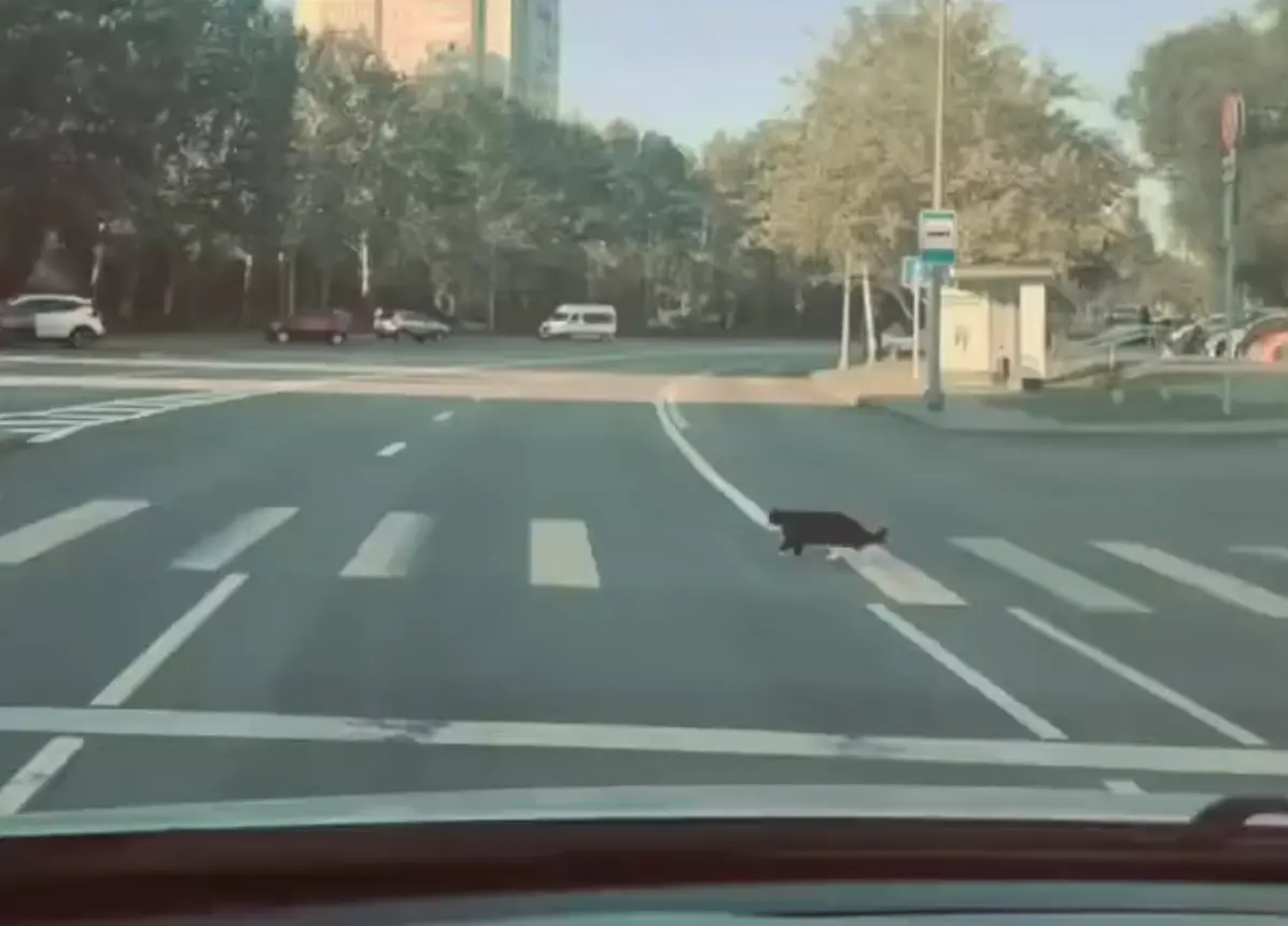 Соблюдающий ПДД вальяжный пешекот попал на видео⁠⁠