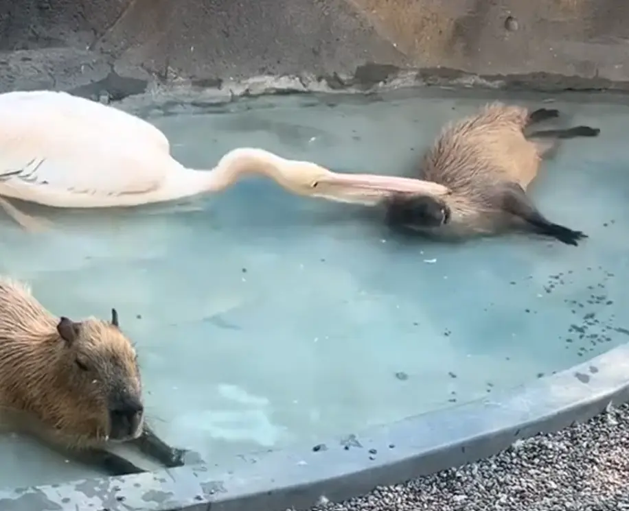 Видит око, да зуб неймет...⁠⁠