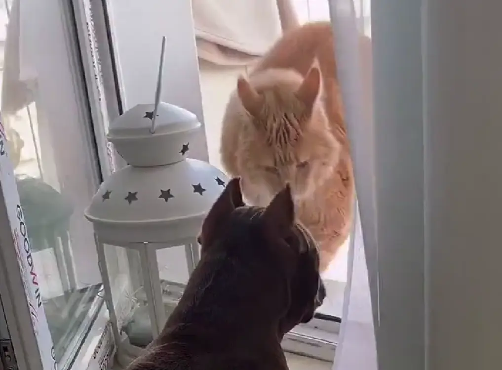 Кот Венюша