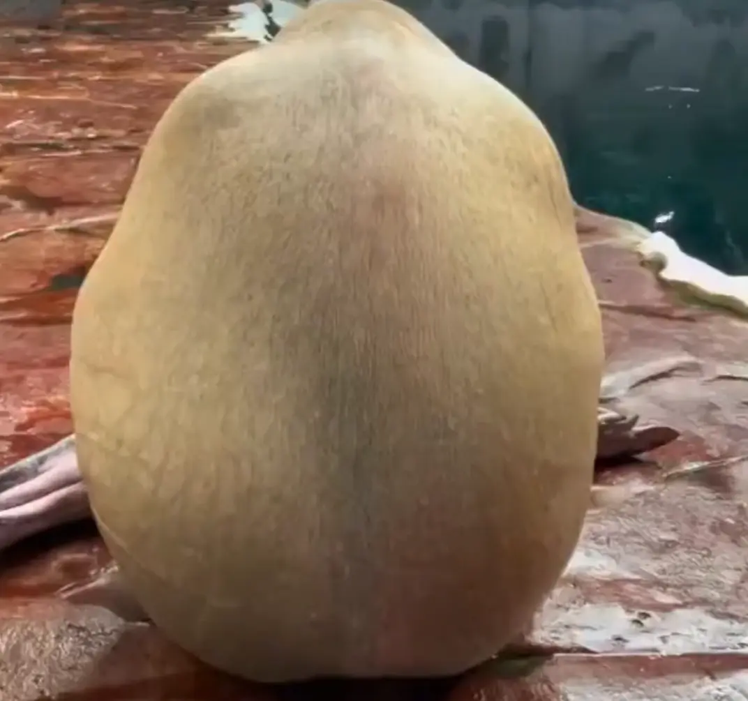 Кукусики!⁠⁠