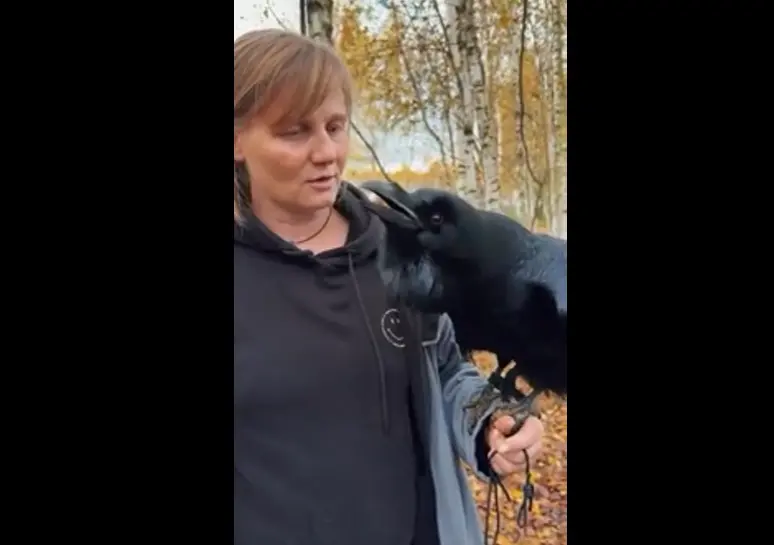 Говорящий ворон