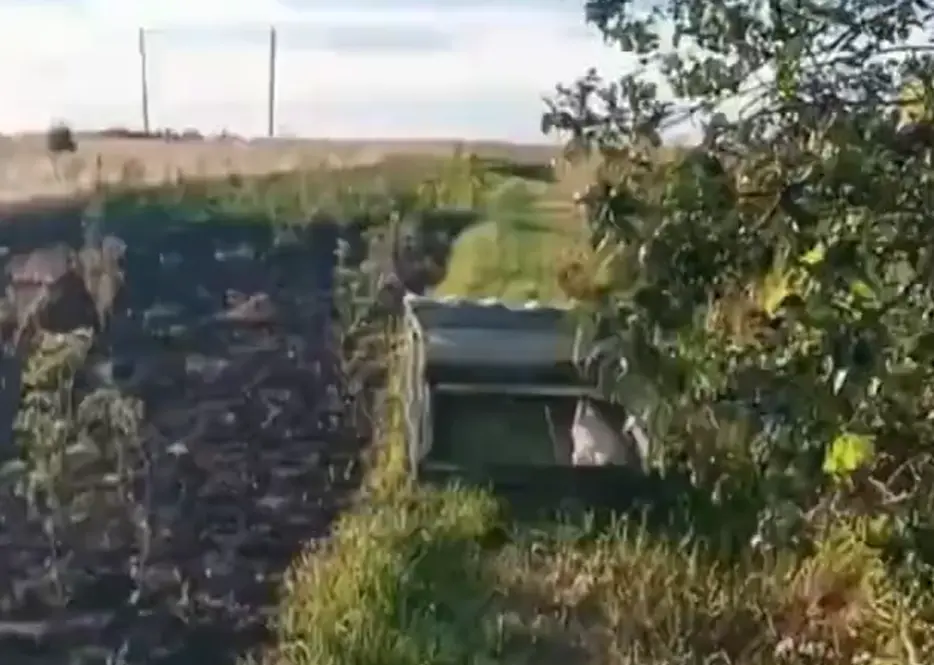 Плутовка