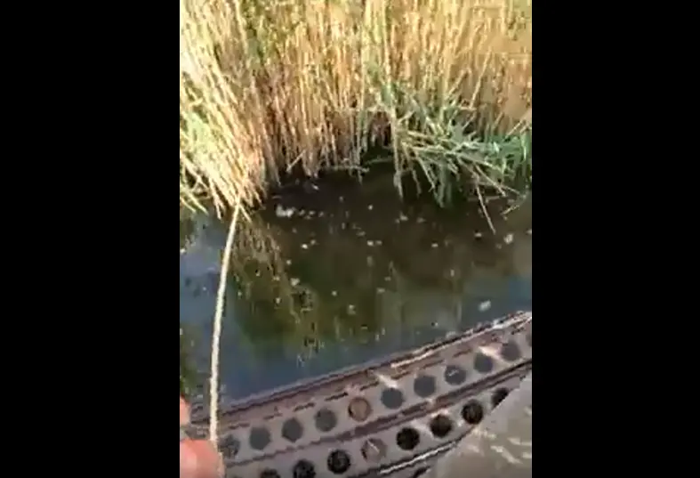 Вы рыбов ловите?