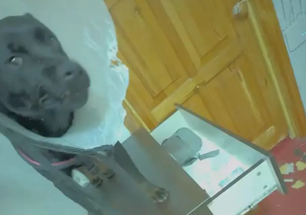Собака дождалась