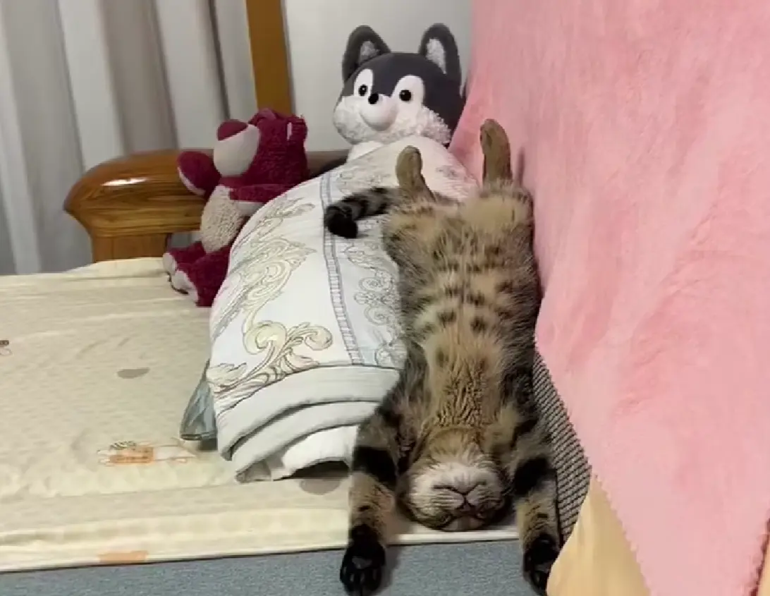 Спокойной ночи⁠⁠