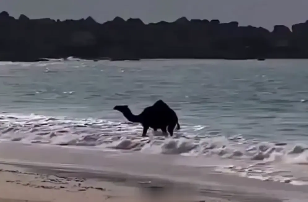 Первый раз на море⁠⁠