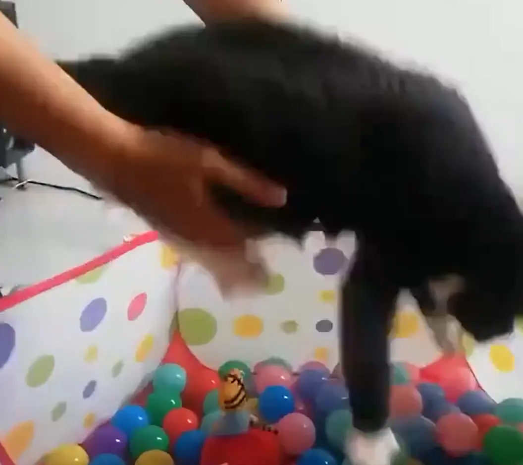 Котопульта⁠⁠