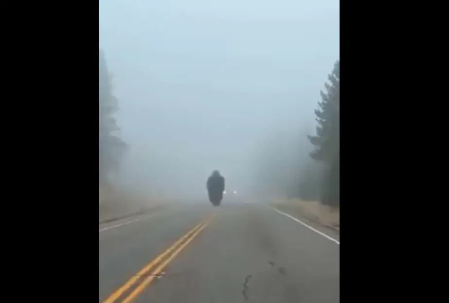 Я же говорил, что снежный человек существ... ой
