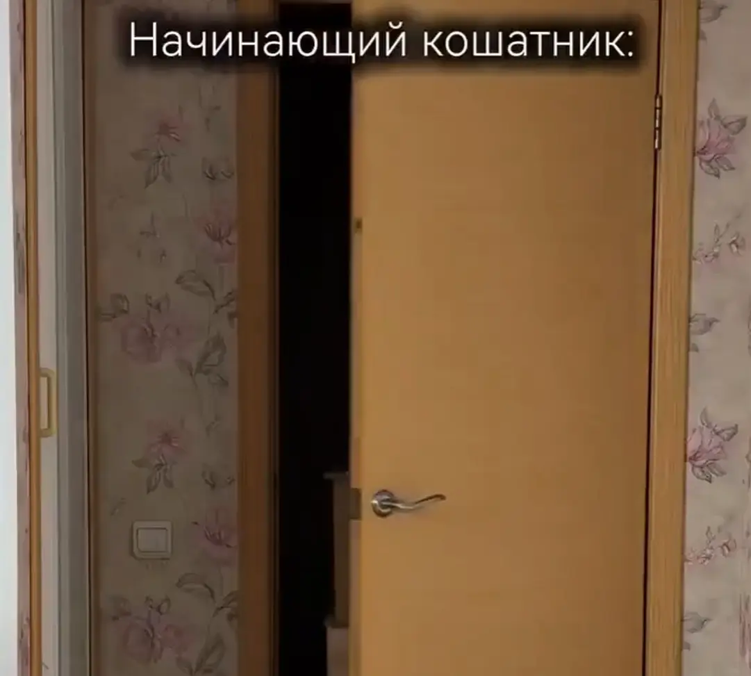 Начинающий кошатник vs кошатник со стажем⁠⁠