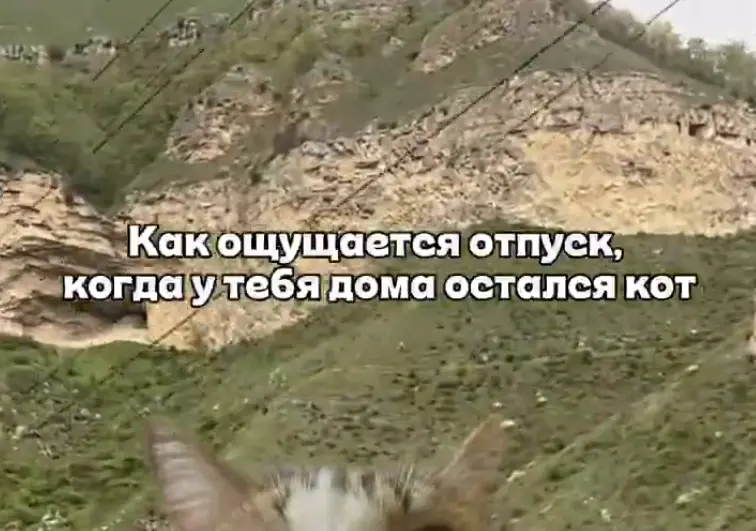 Как ощущается отпуск, когда у тебя дома остался кот
