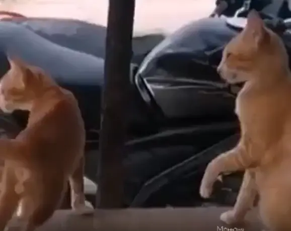 Запрещённый приёмчик⁠⁠