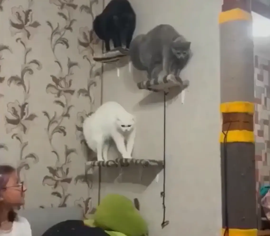 Вы что такое к нам в дом привели?⁠⁠