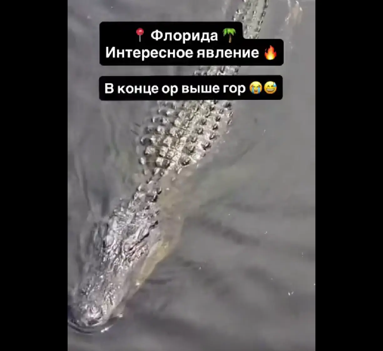 Дал газу, дал джазу