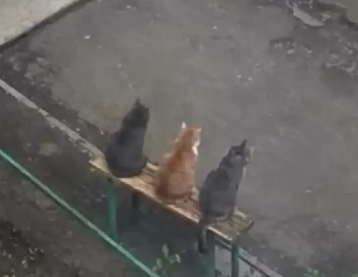 Сменили бабуль у подъезда