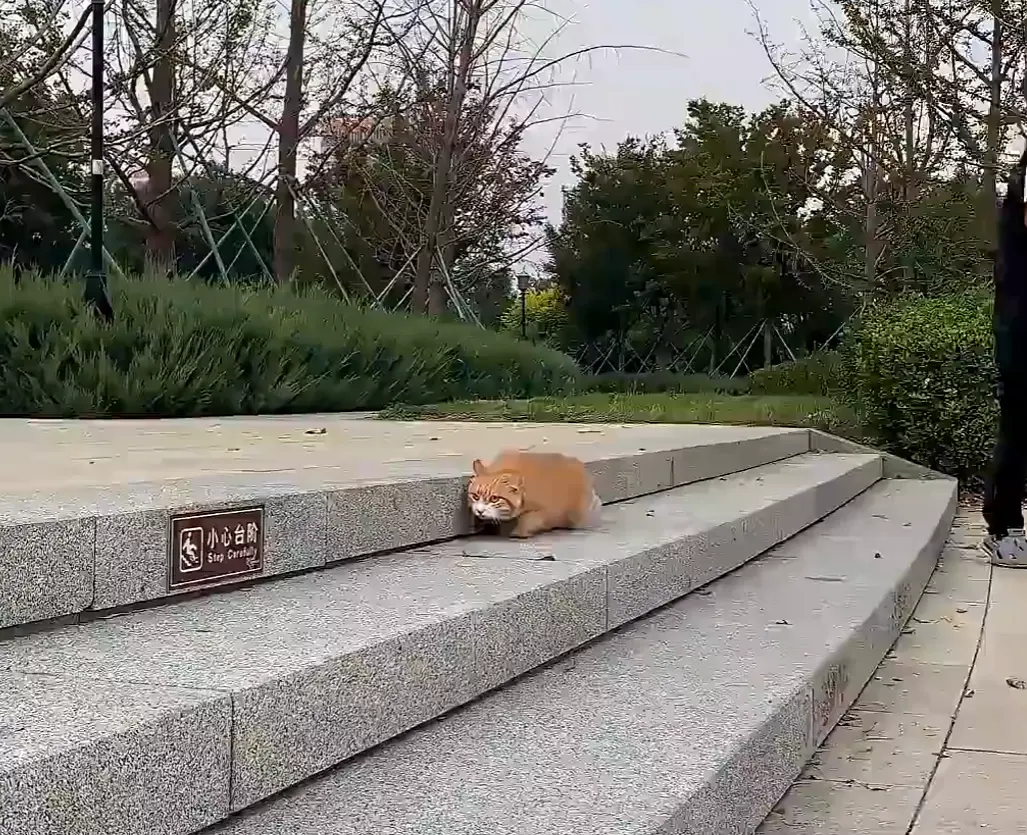 Шпиён⁠⁠