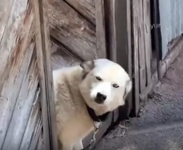 Милая Булочка