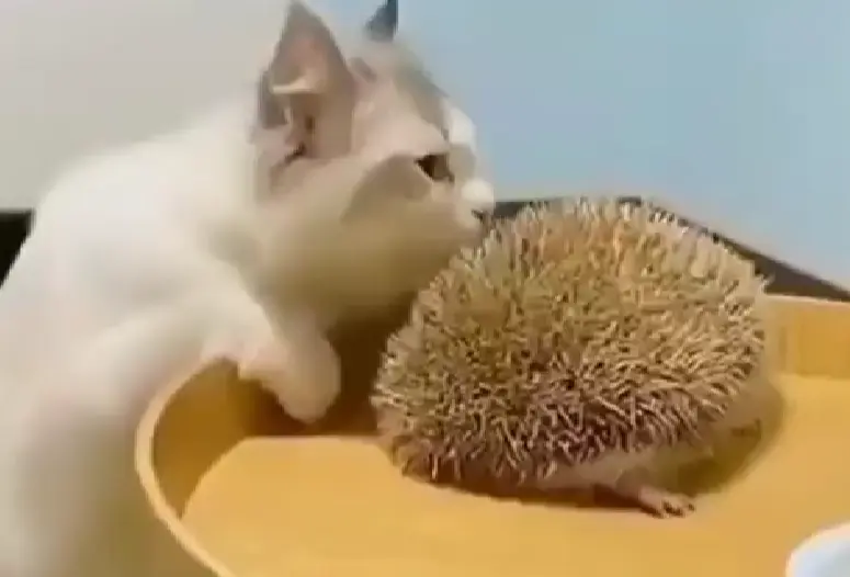 Ёжкин кот