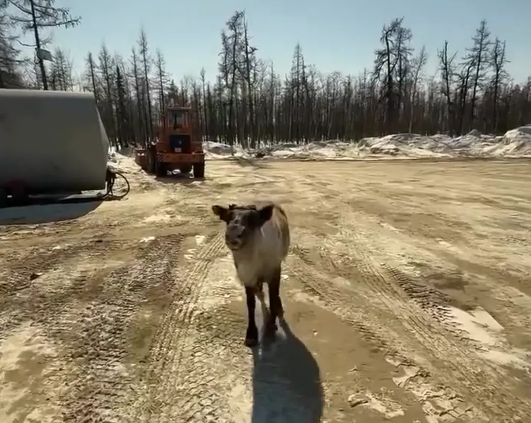 Олени