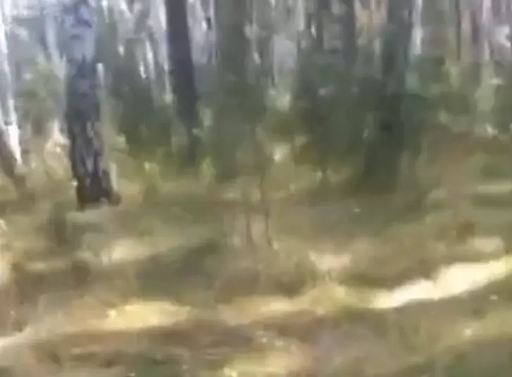 Вот такое дерево