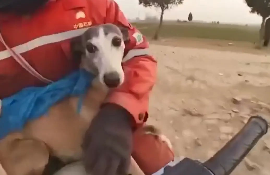 Лучший способ выгула английской борзой)⁠⁠