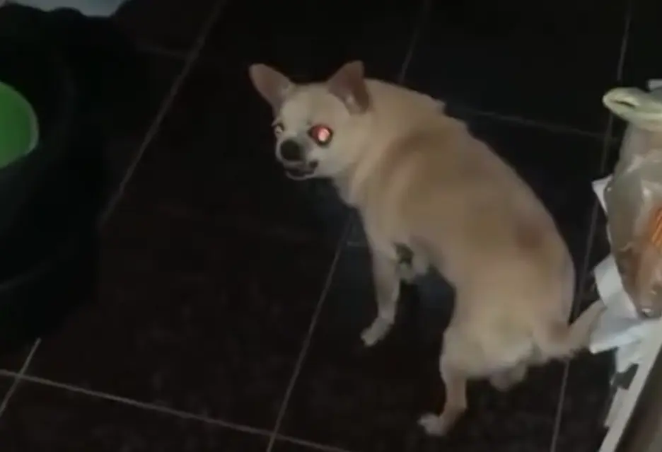"— Это девочка наша, это Лелечка, это чихуахуа! ААААА!"