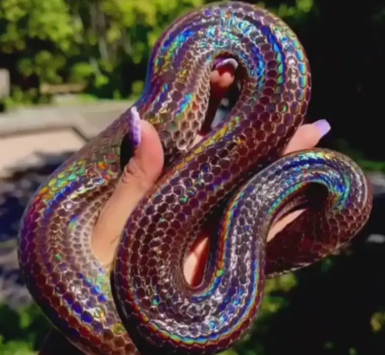 Лучистая змея (лат. Xenopeltis unicolor) — вид змей, обитающий в Юго-Восточной Азии⁠⁠