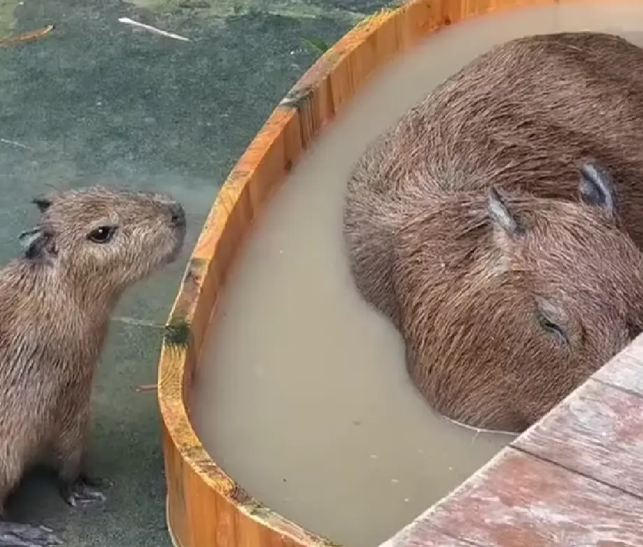 Безвыходная ситуация⁠⁠