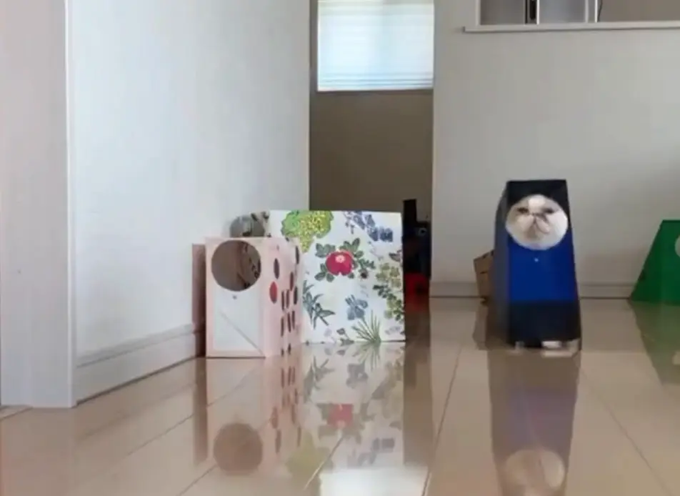 Когда хозяин понял, что хочет кот