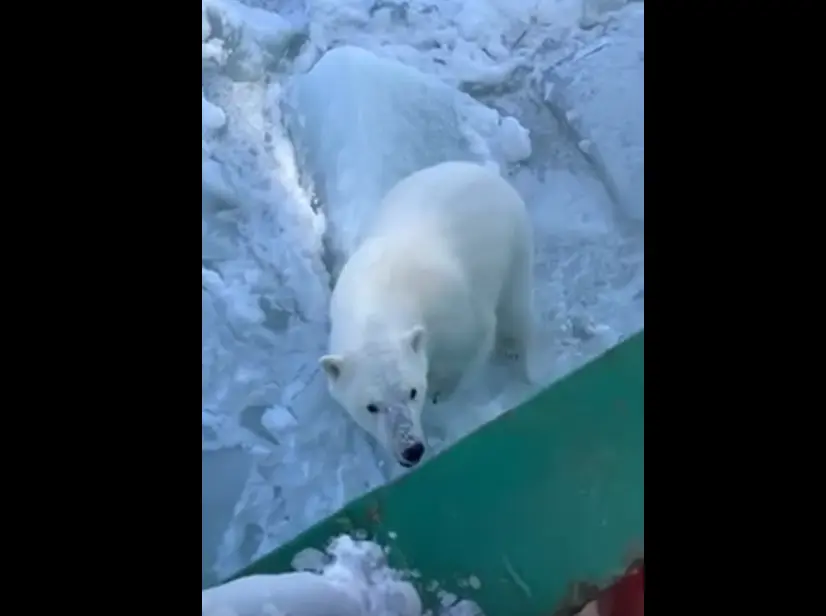 Могли и покормить хотя бы