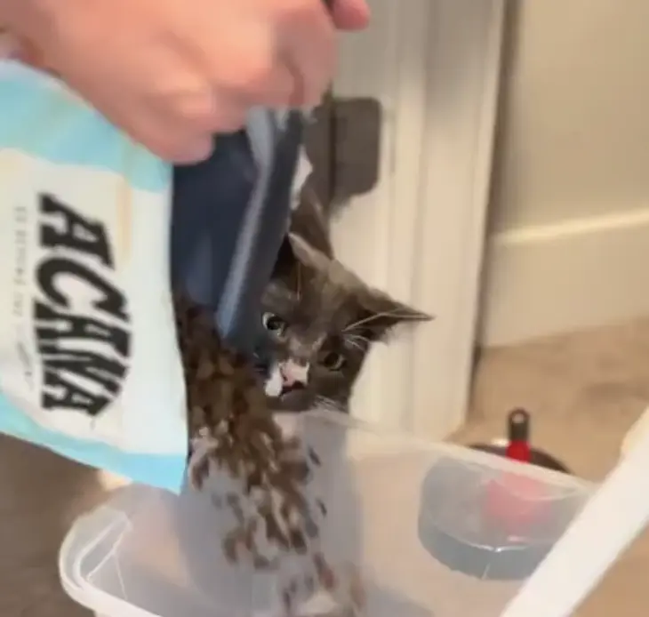 Идеальный водопад по мнению кота