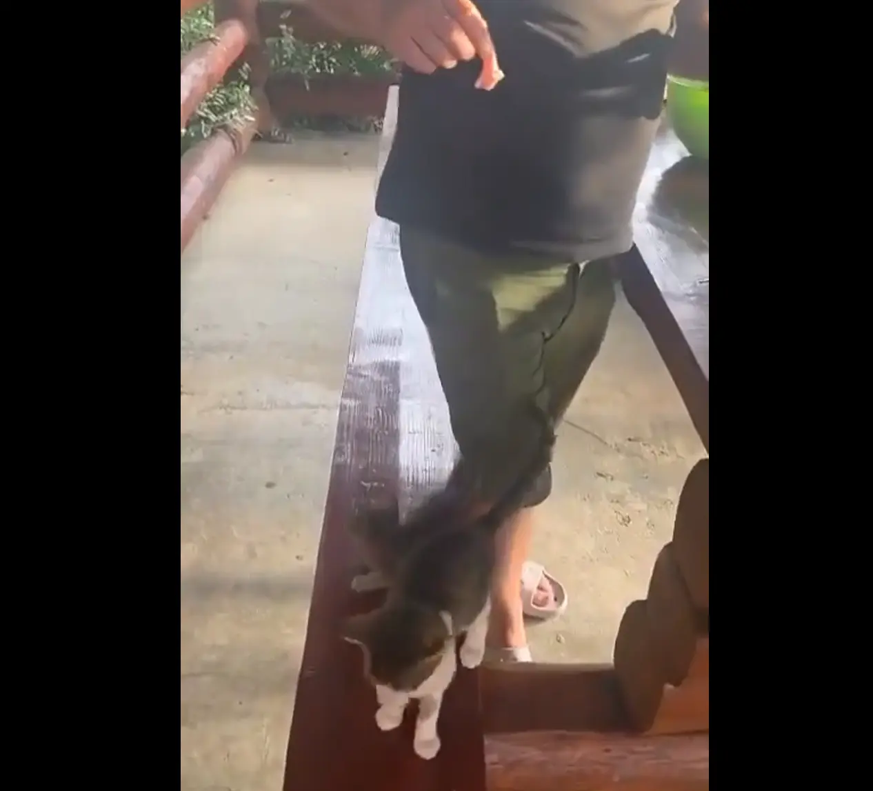 В сети хайпанул котёнок, которого хотели обмануть и дать маленький кусочек мяса