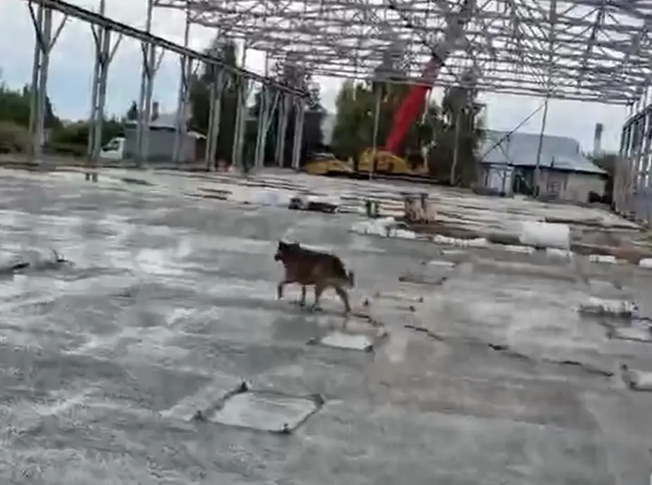 Собачка на стройке