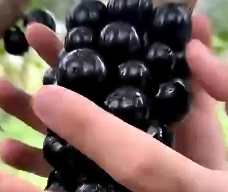 Дерево, которое удобно есть