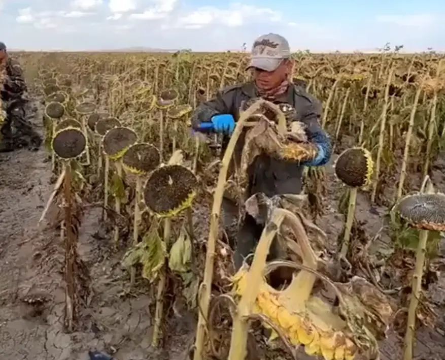 А зачем они так делают?