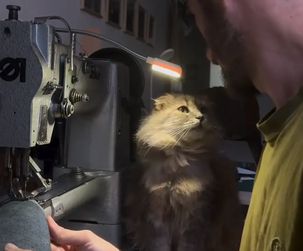 Хороший котик