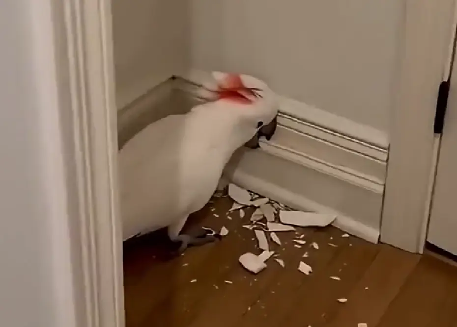 Какаду